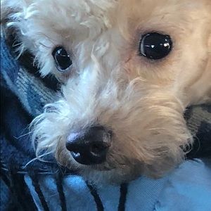 Meet your Posher, Kenneth